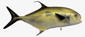 Black Tail Permit Fish - Sportfisch Der Tropischen Atlantischen Postkarte