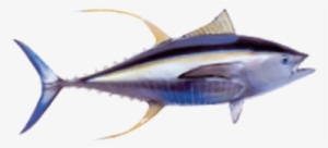 Yellow Fin Tuna - Atlantic Bluefin Tuna