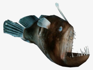 Humpback Anglerfish - Anglerfish