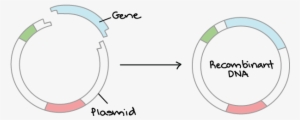 Clonagem De Dna