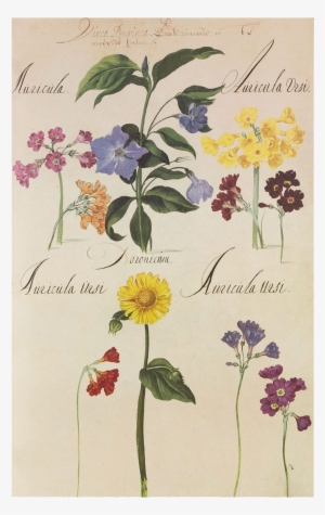 Picture Of Varieties Of Flowers Flower Plates De Geest - Flower