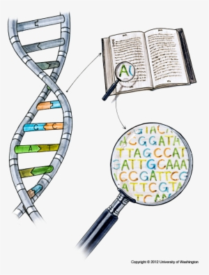 Dna Sequencing - Sequence In Dna