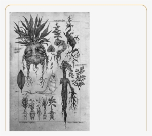 A Botanical Illustration About Mandrakes, Codex Seraphinianus, - Mandrake Harry Potter Drawing