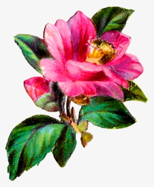 Svg Transparent Library Antique Images Flower Transfer - Camellia