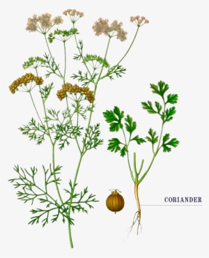 The Tom Thumb Distiller - Coriander Botanical Illustration