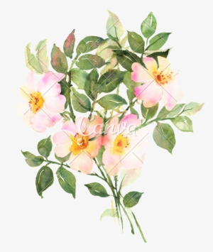 Botanical Watercolor Painting - Watercolor Painting