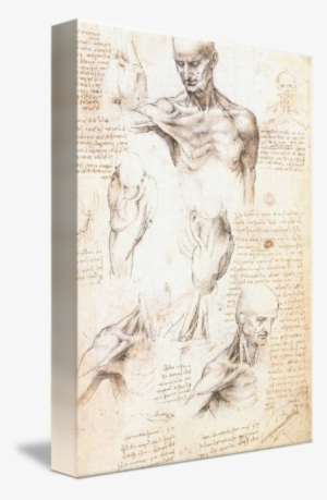 Banner Library Download Anatomical Drawing Modern - Anatomical Studies Of A Male Shoulder