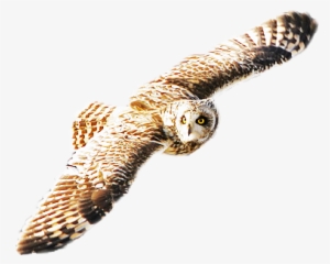 Flying Owl Png - Owl