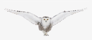 Go To Image - Snowy Owl