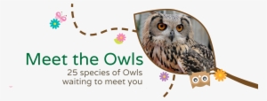 Meet The Owls At The Secret Owl Garden Watch The Owls - Secret Owl Garden Picton Castle