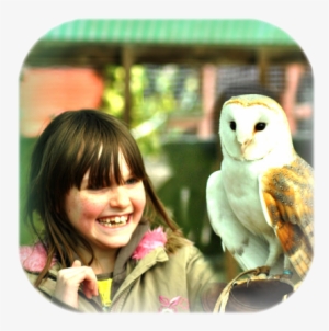 A Great Interactive Taster Session For Younger Owl - Barn Owl