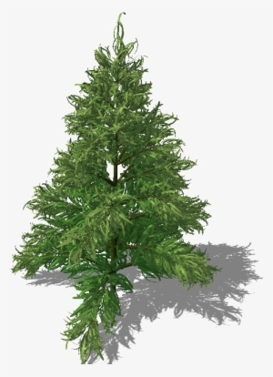 Conifer - Christmas Tree