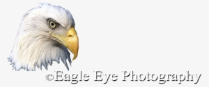 Eagle-eye - Eagle 11a Shower Curtain