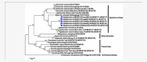 Phylogenetic Tree For Opisthorchis Sp - Opisthorchiidae Transparent PNG ...