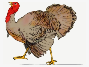 Turkey Cartoon Images Free - Like Turkey Voting For Christmas