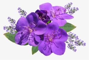 Flower Purple With Lavender - สุขสันต์ วัน เสาร์