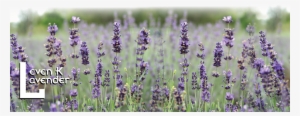 If Nothing Else The Enjoyment From Growing Such A Beautiful - English Lavender