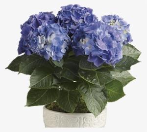 20180509g Www - Teleflora - Com - Blue Hydrangea Potted Plant