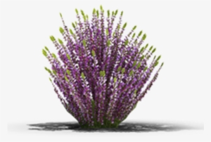 View In My Picture - Calluna