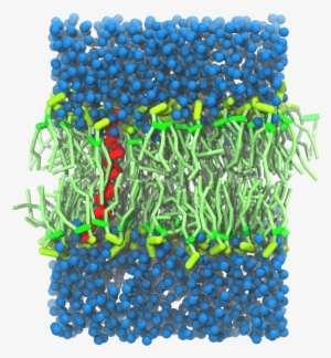 C Kalp-cg Final - Protein