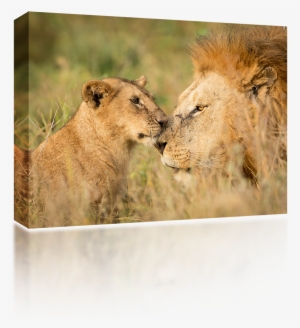 Lion Cub - Serengeti