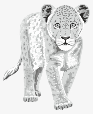 Lion Cub - Snow Leopard Clipart Png