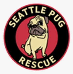 Seattle Pug Rescue - Seattle Pug Rescue Women's Scoop Plus Size T-s