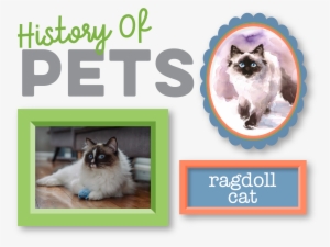 History Of Pets Ragdoll Cat - Pet