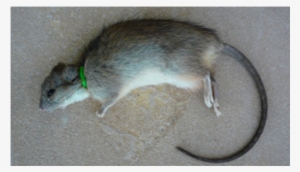 Pictures Of Nooski Rat Trap - Rat Trap