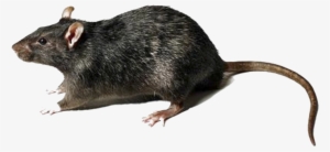 Rat Png Images Transparent Free Download - Rat With No Background