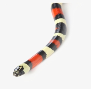 Snake Png Transparent Image - Milk Snake