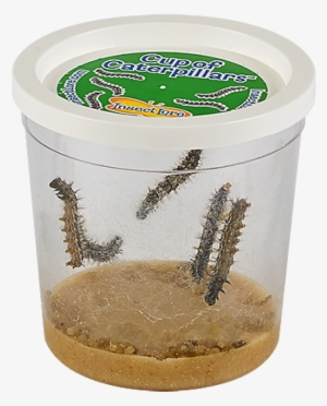 Insect Lore Live Cup Of Caterpillars With Butterfly