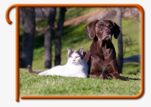 Kirkland Pet Information - Dog And Cat