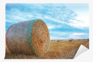 Hay