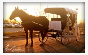 Add Stately Elegance Or Good Old Fashioned Fun With - Old Fashioned Horse Drawn Carriage