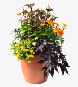 Heat Tolerant Plants Flowering And Fruiting Now, Will - Sweet Potato Vine Png