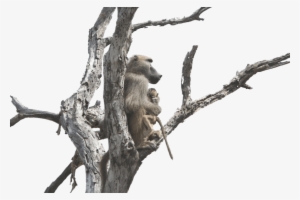 Free Png Baboon Png S Png Images Transparent - Baboons