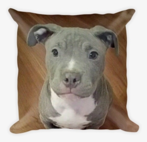 Pit Bull Puppy Pillow - Pitbull Cutest Dog