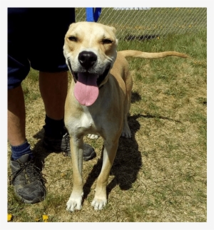 Terry Is A 1 Year Old Pit Bull And Lab Mix - American Pit Bull Terrier