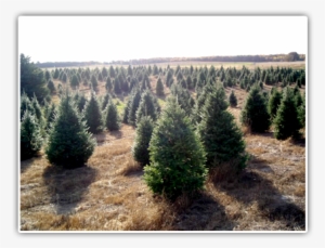 Balsam Fir ) Very Popular Christmas Tree - Fraser Fir