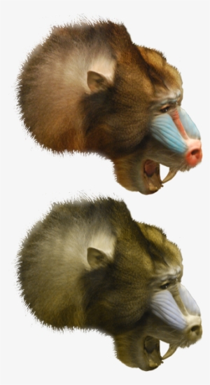 Image Of A Mandrill Represented With Three Colors And - Mandrill