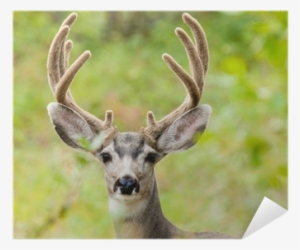 Portrait Of Mule Deer Buck With Velvet Antler Poster - Mule Deer