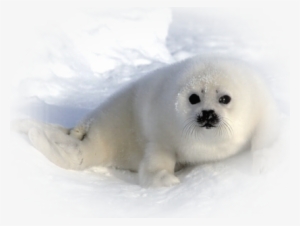 Phoque Blanc Harp Seal, Cutest Animals, Animals And - Earless Seal