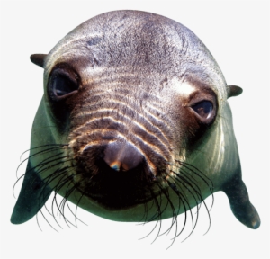 Snorkel Among Bundles For Inquisitive Playful Seals - Pinniped