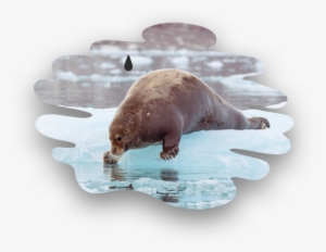 Oil Contamination Can Injure Or Kill Marine Mammals, - Bearded Seal