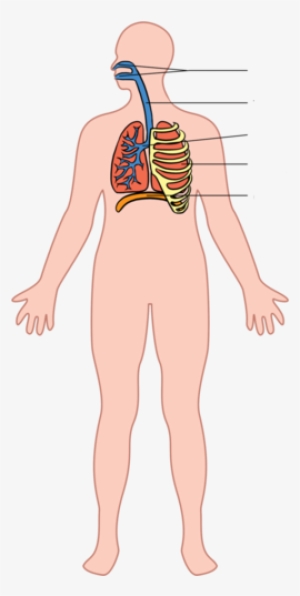 The Respiratory System - Respiratory System Whole Body