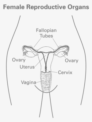 Female Anatomy - Black And White Simple Female Reproductive System