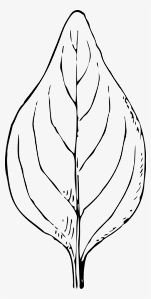 Daun Clipart Black And White - Betel Leaf Clip Art