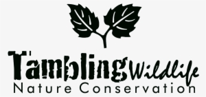 Tambling-daun Hitam