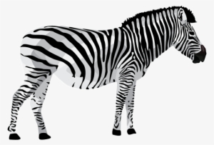 Zebra2 - Zoo Animal Png